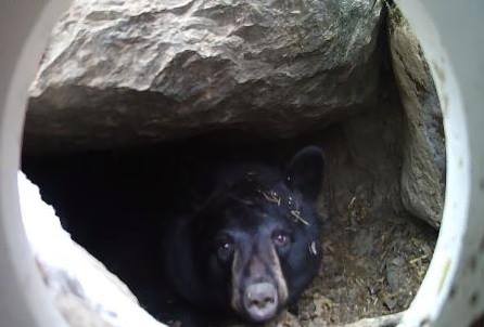 Holly peeking out of her den