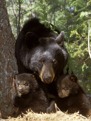 Bear with cubs