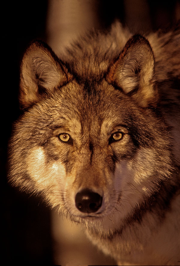 Wolf - WRI file photo