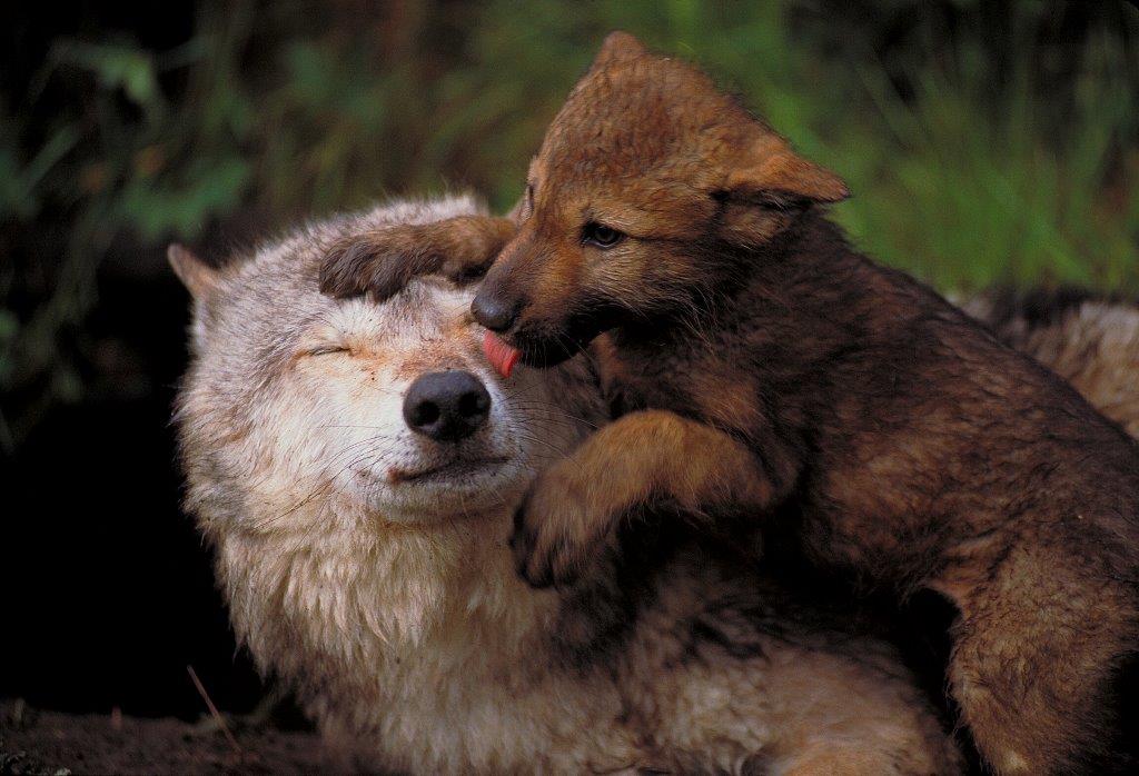 Wolf pup and mother