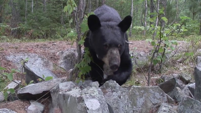 June foraging for ant pupae - 20070808