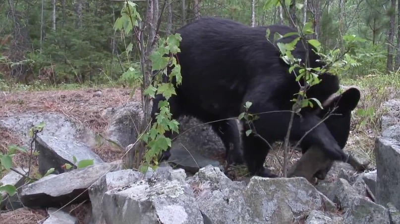 June foraging for ant pupae - 08_08_2007