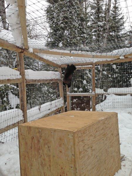 Holly climbing - 12-27-13