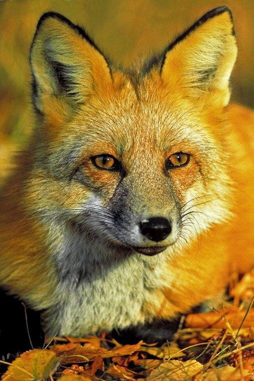 Red fox - file photo