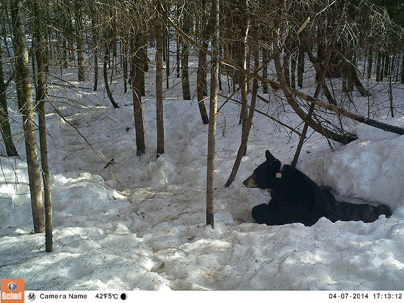 Lily coming out of den