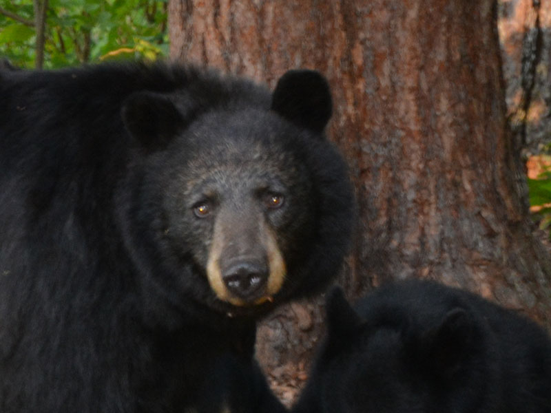Shadow - matriarch of the study clan