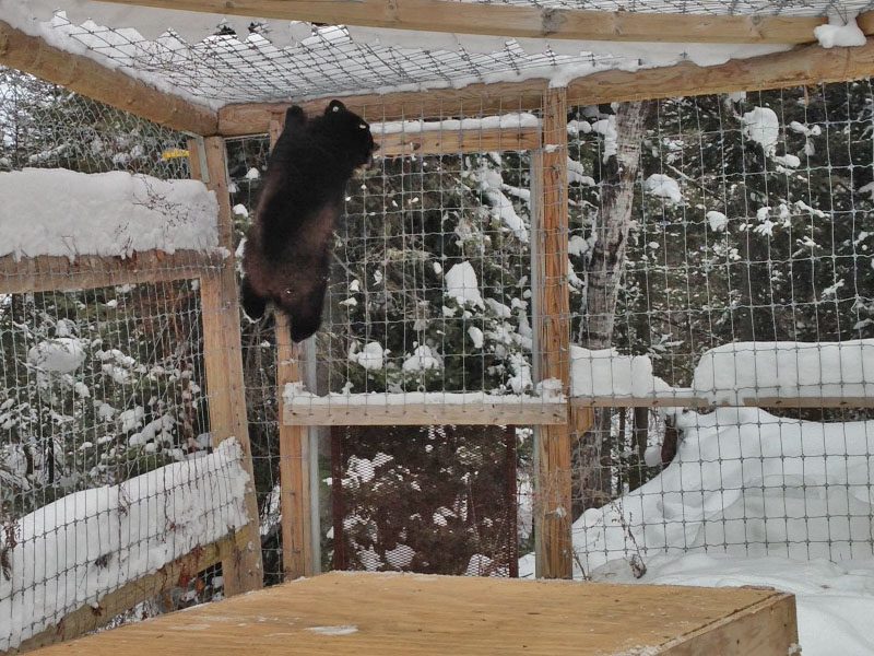 Holly climbing - 12/27/2013