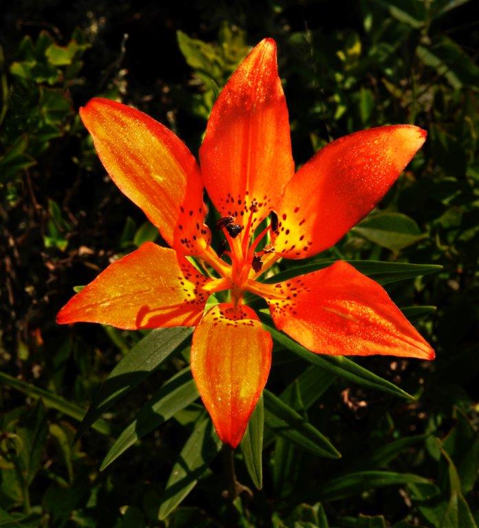 Wood Lily - June 7, 2012