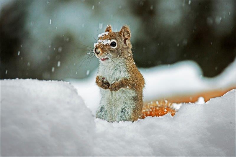 Red Squirrel in snow