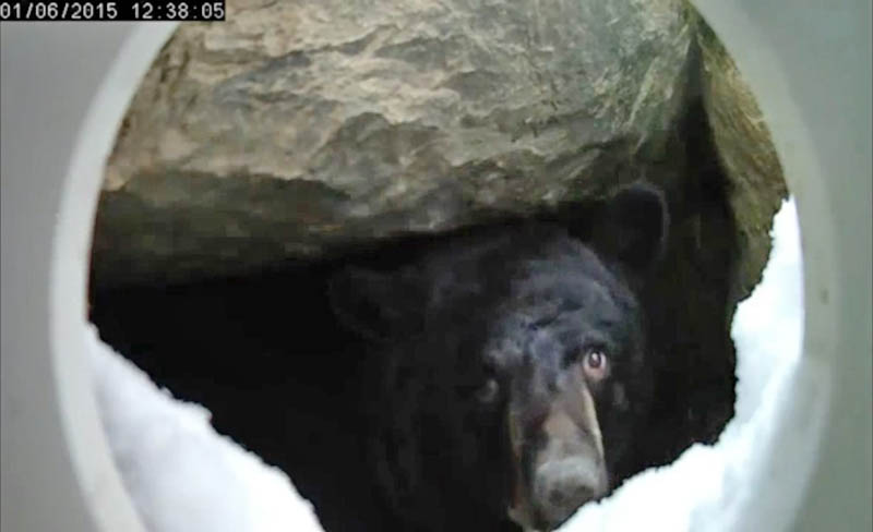 Holly looking out of the den