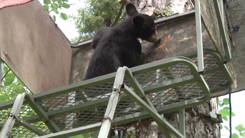 Lily explores a hunting stand - July 12, 2007