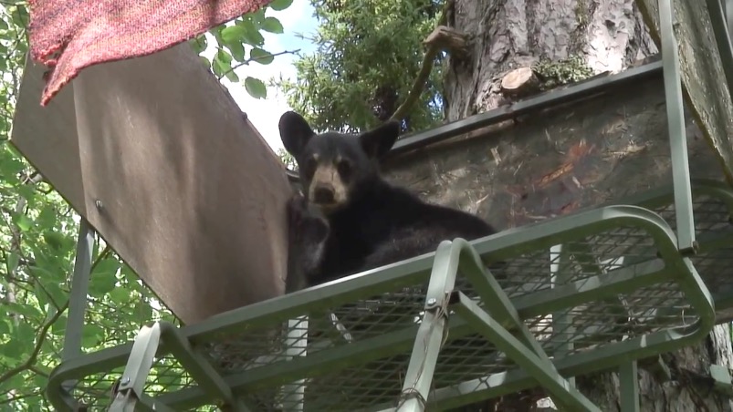 Lily explores a hunting stand - July 12, 2007