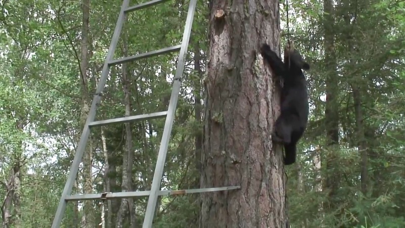 Lily explores a hunting stand - July 12, 2007