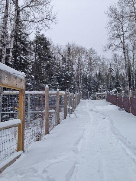 The walk toward the dens