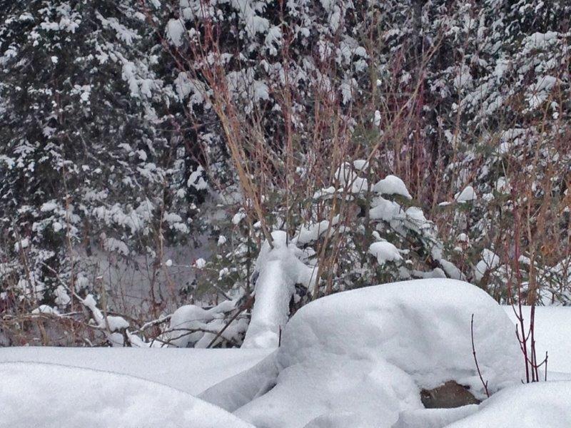 Holly's den (from behind)