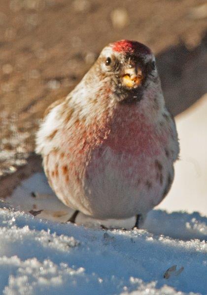 Common redpoll