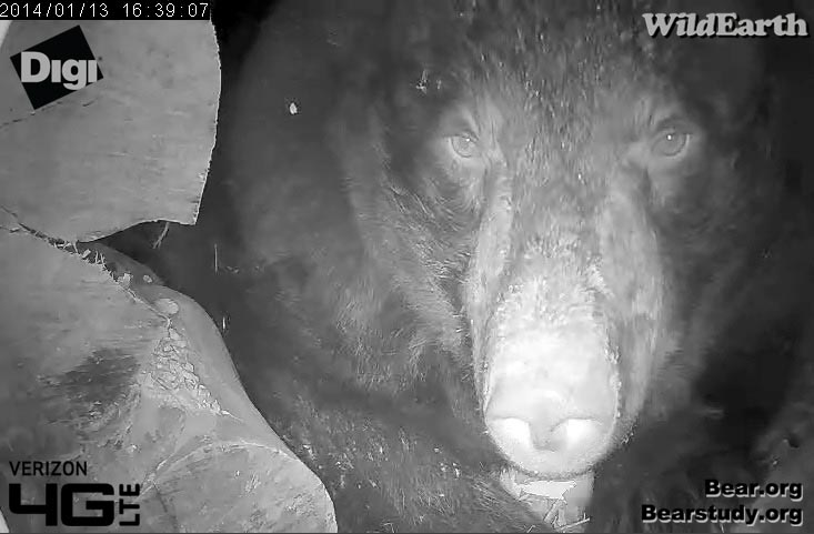 Juliet - January 11, 2014