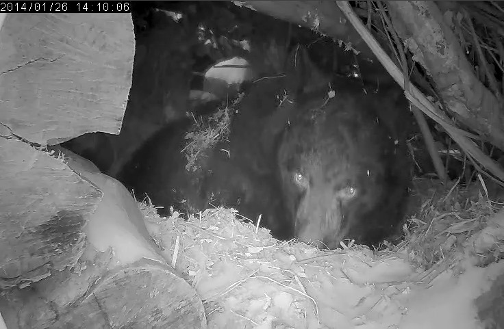 Juliet - January 26, 2014