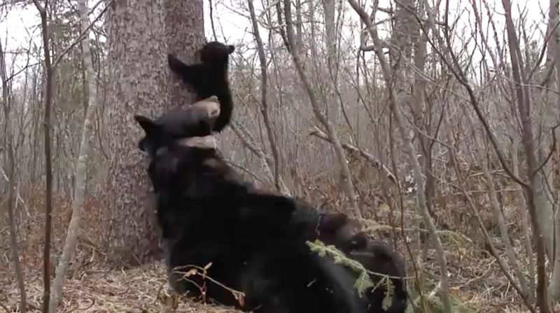 Jewel descends the tree - April 17, 2009