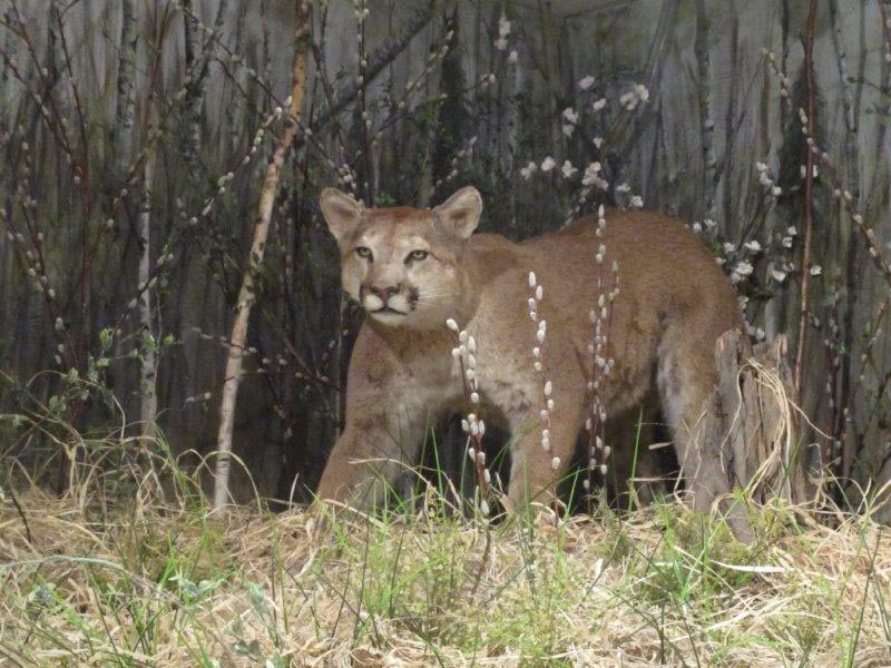 Cougar at Northwoods Ecology Hall