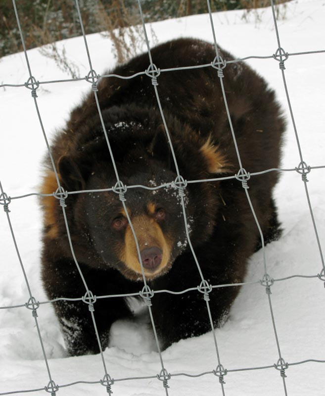 Honey Bear - January 28, 2015