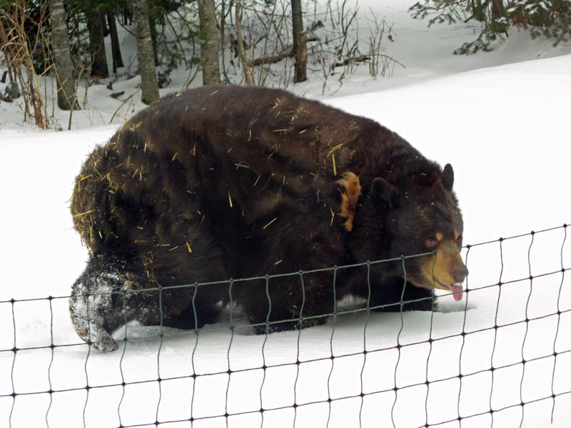 Honey taking a walk - January 28, 2015