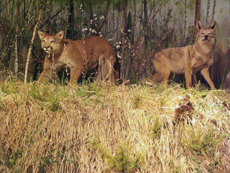 Cougar and Coyote