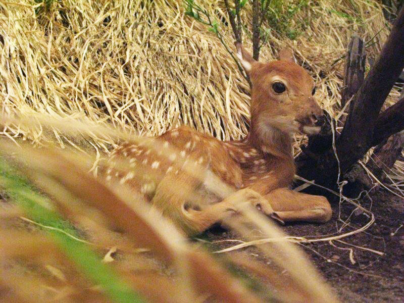 Northwoods Ecology Exhibit Fawn