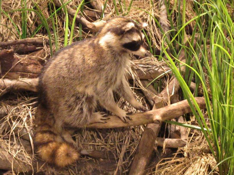 Raccoon