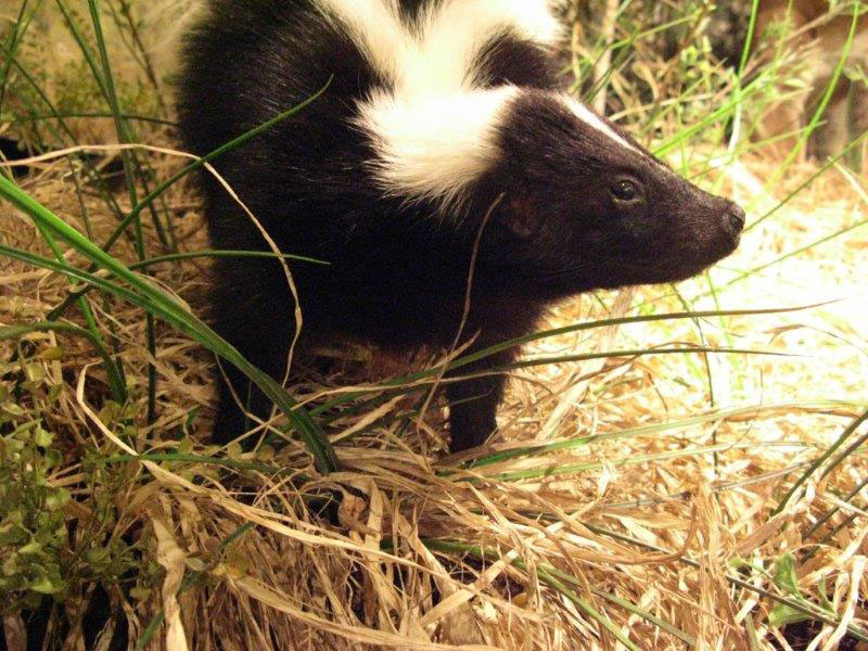 Skunk