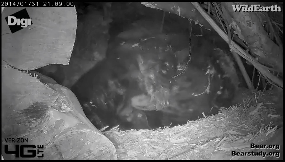 Juliet's cub - January 31, 2014