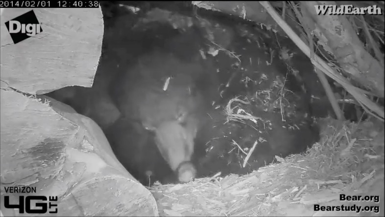 Juliet and cub - February 1, 2014