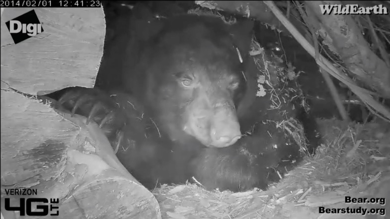 Juliet - February 1, 2014