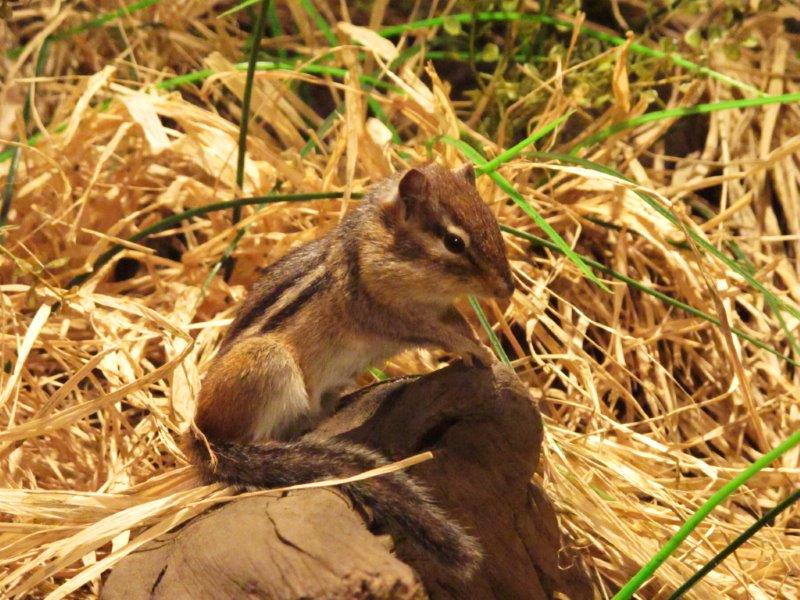 Eastern Chipmunk