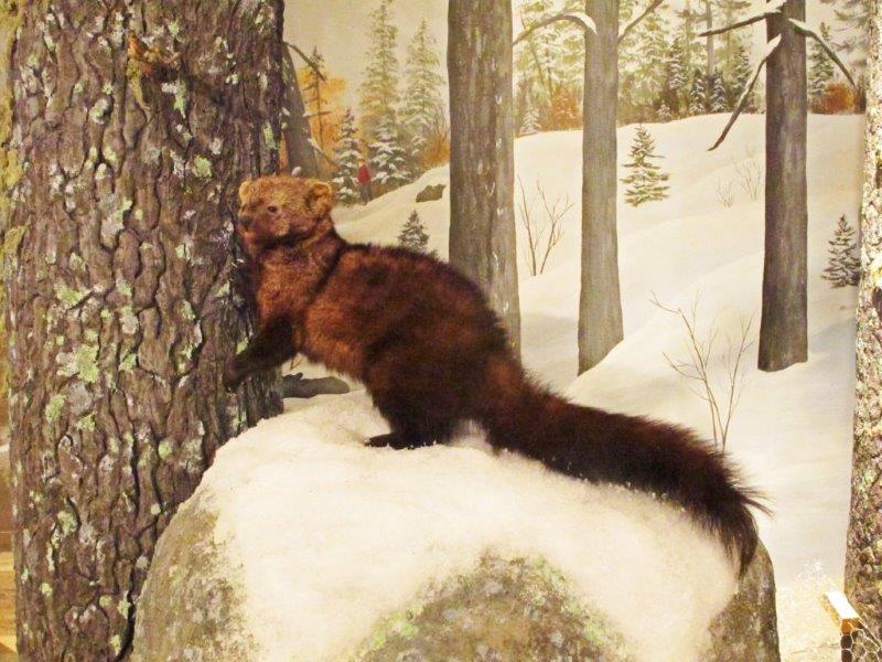 Fisher - February 3, 2015