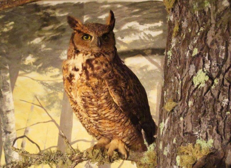 Great Horned Owl