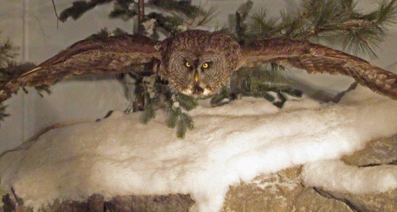 Great Gray Owl