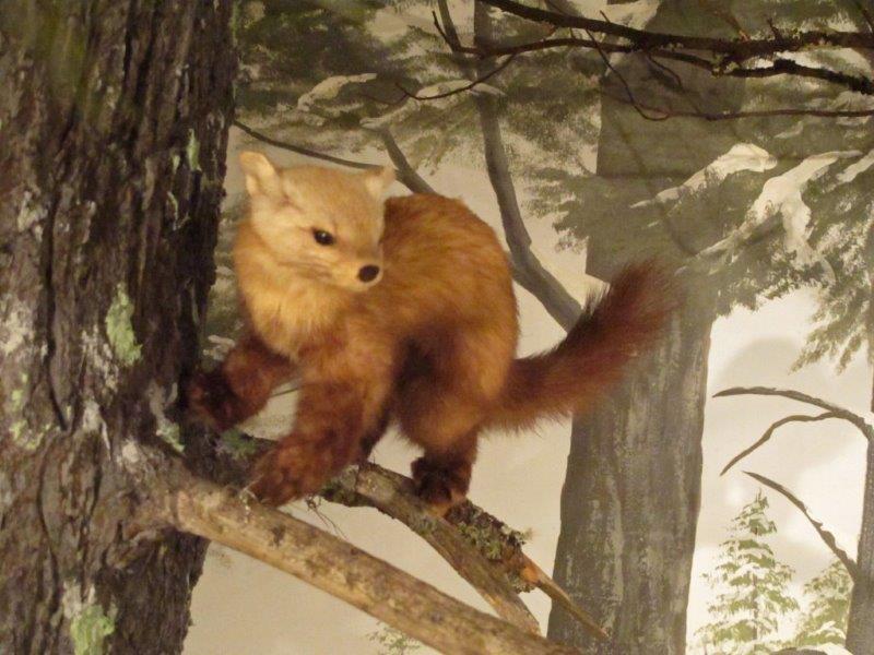 Pine Marten