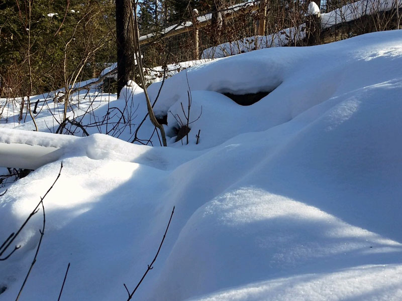 Undisturbed snow at Holly's den