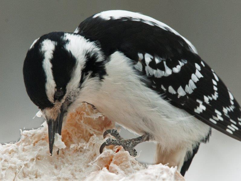 Hairy Woodpecker