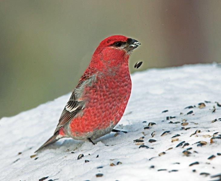 Pine Grosbeak