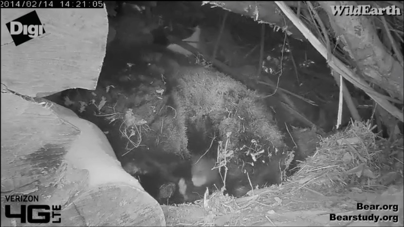 Juliet's cub - January 14, 2014