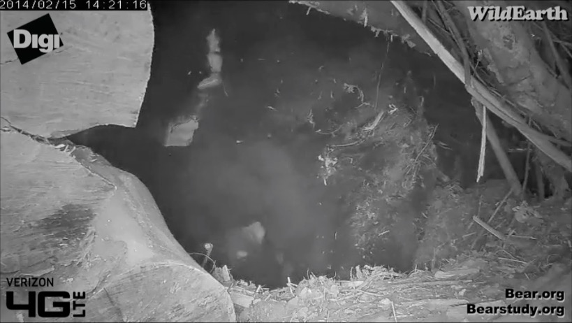 Juliet and her cubs - January 15, 2014