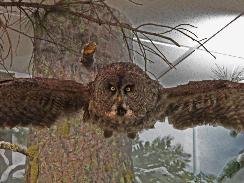 Great Gray Owl