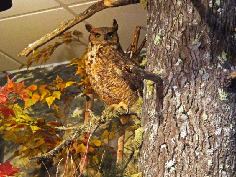 Great Horned Owl