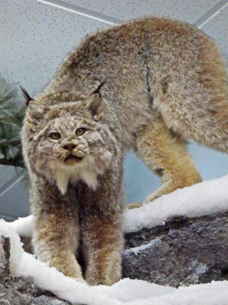 Lynx