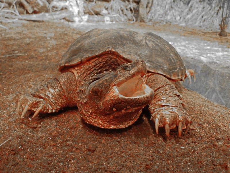 Snapping Turtle