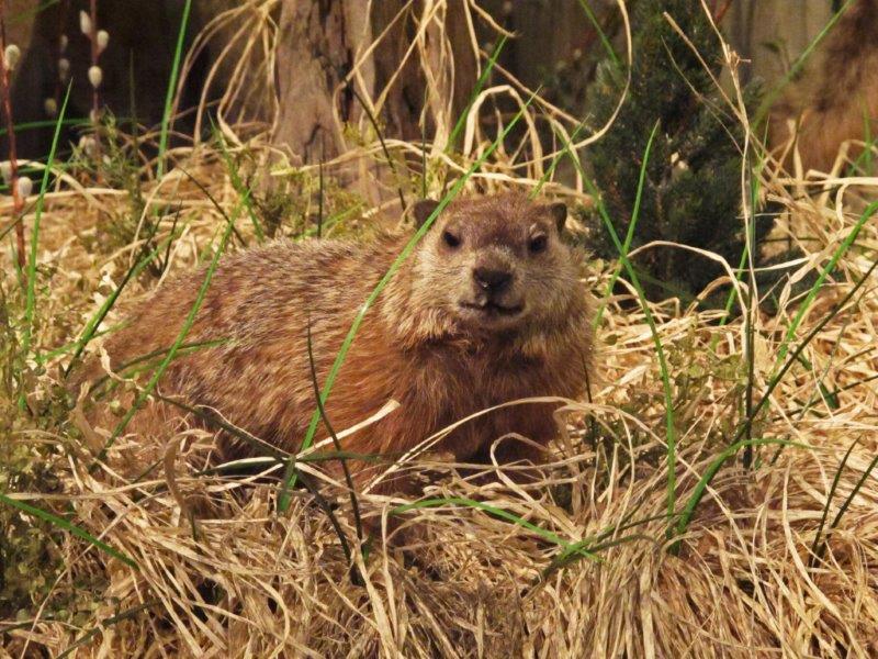 Woodchuck