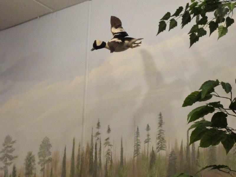 Bufflehead Duck