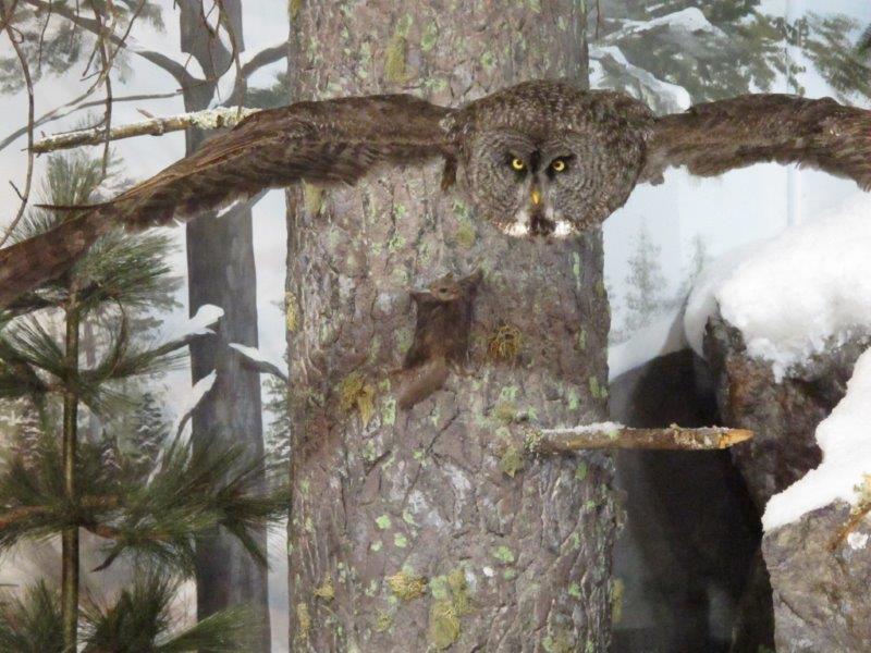 Great Gray Owl